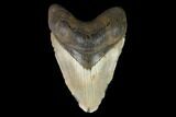 Fossil Megalodon Tooth - North Carolina #124450-1